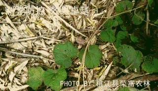 治蝗效果